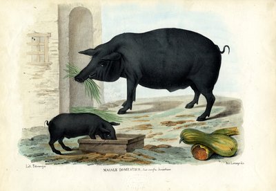 Domestic Pig, 1863-79 by Raimundo Petraroja